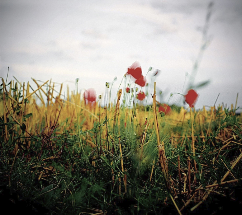 Champ de blé et de coquelicots balayés par le vent sur le chemin de Compostelle, image de la simplicité et de la beauté du pèlerinage — Céline Anaya Gautier, Je marche donc je suis