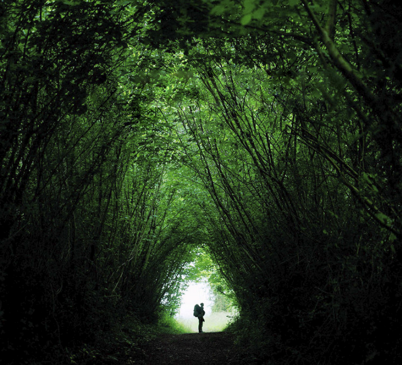 Personne marchant sous une voûte d’arbres verts, symbole de passage intérieur et de reconnexion à la nature — Je marche donc je suis