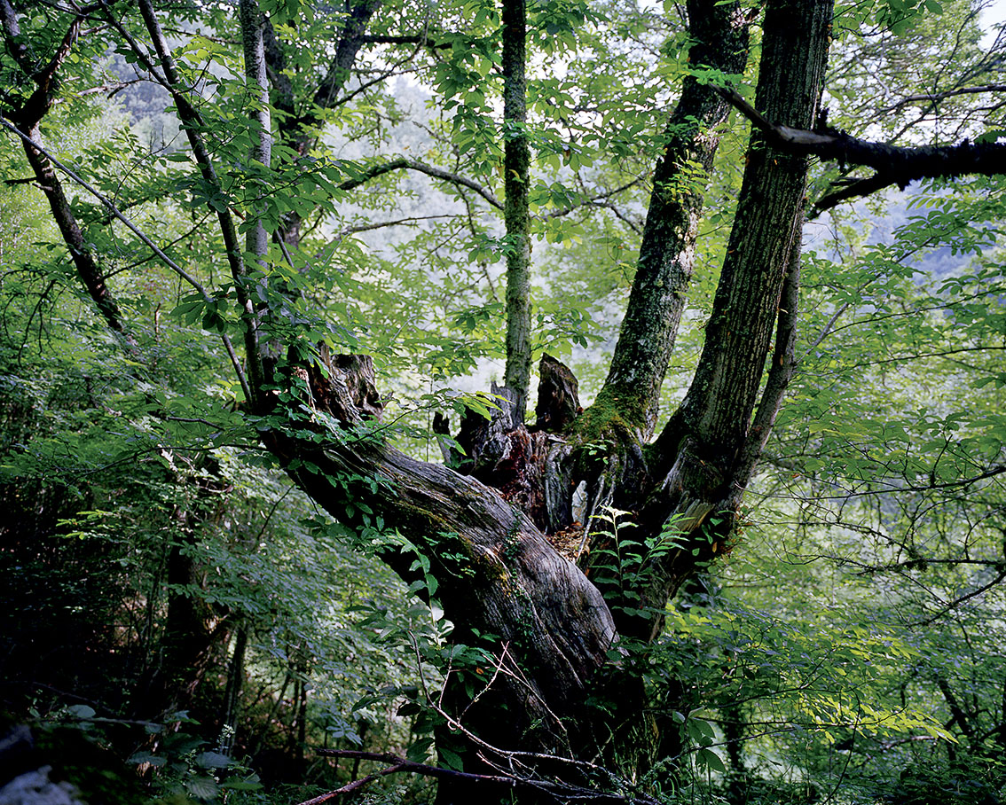 Compostelle
