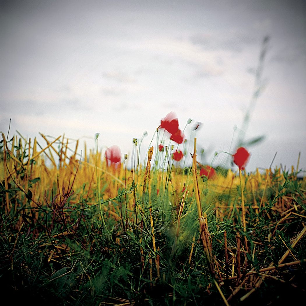 Coquelicots au bord du chemin