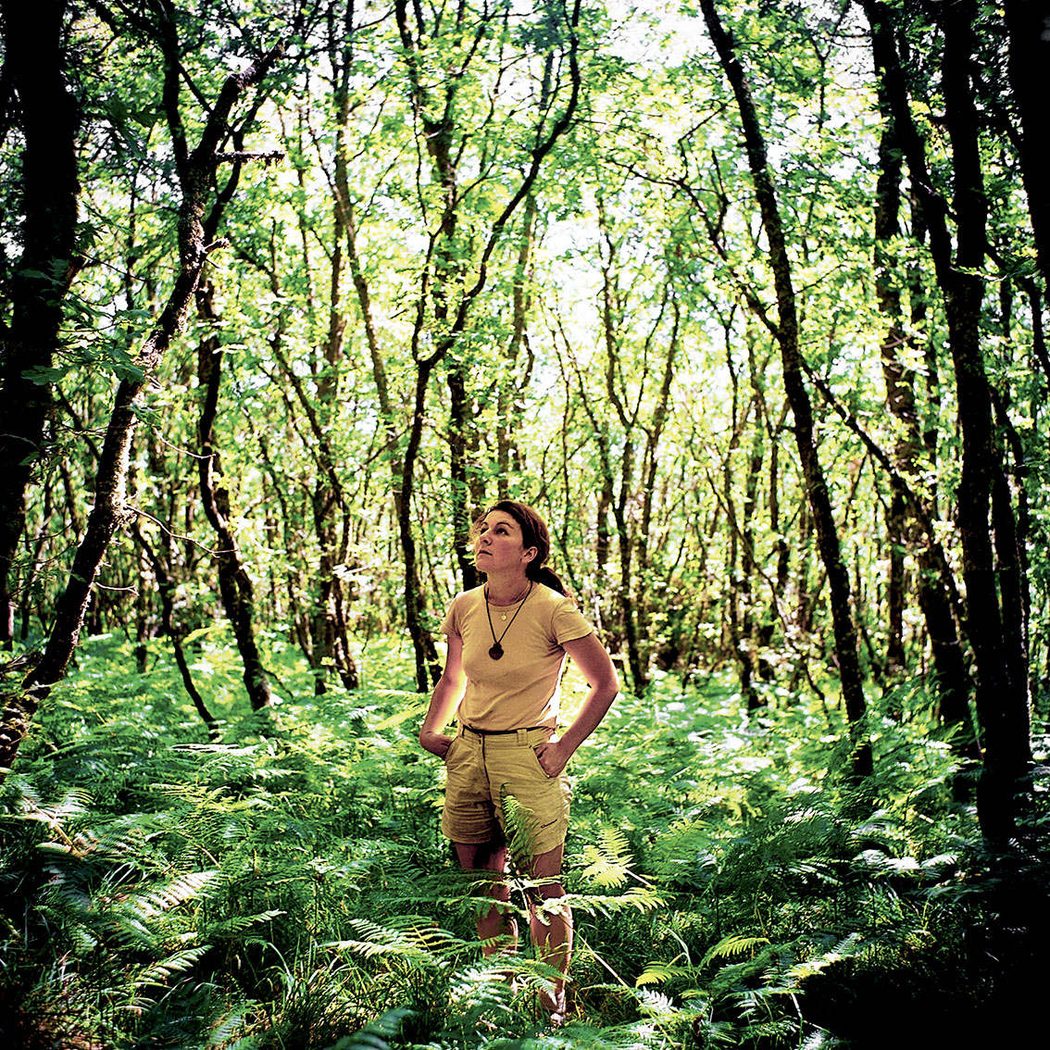 Dans la for&ecirc;t de foug&egrave;res