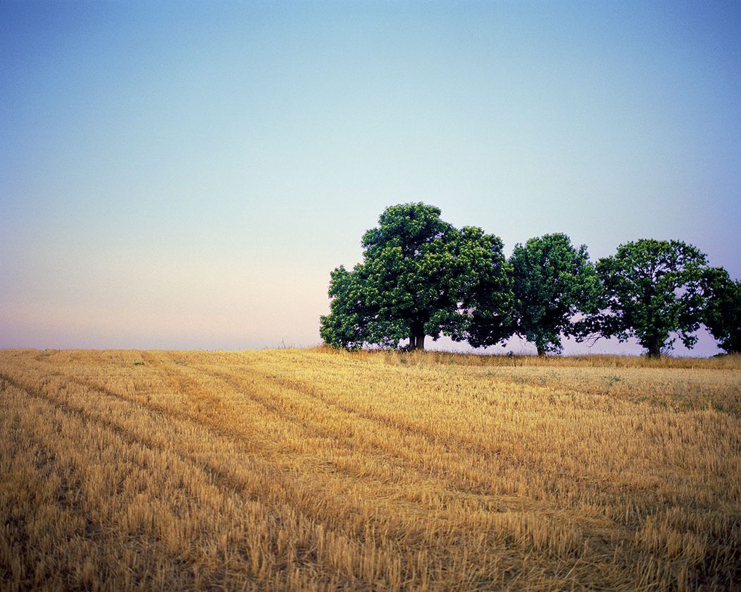 Arbres au cr&eacute;puscule, champs moissonn&eacute;s