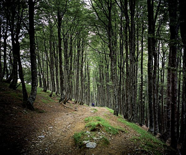 Les chemins de Saint Jacques de Compostelle partent de toutes l 'Europe mais les pèlerins viennent du monde entier pour le faire Chaque année...